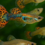 Feeder Guppies