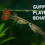 Guppy Playful Behavior
