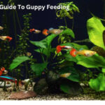 Beginner’s Guide To Guppy Feeding