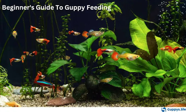 Beginner’s Guide To Guppy Feeding