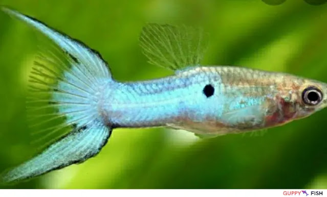 Green Lyretail Guppy