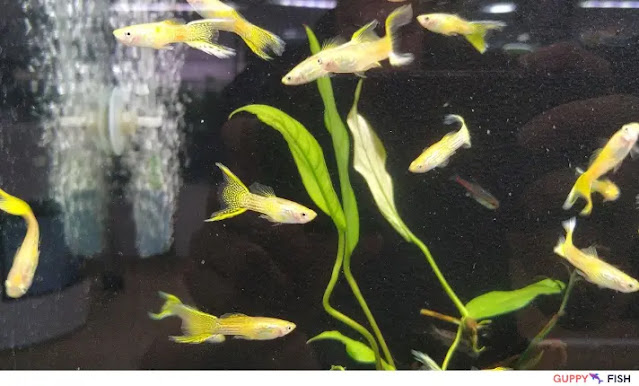 Metallic Lyretail Guppy