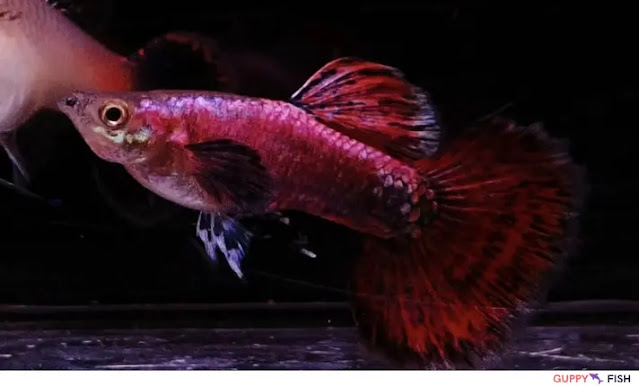 Metallic Lyretail Guppy
