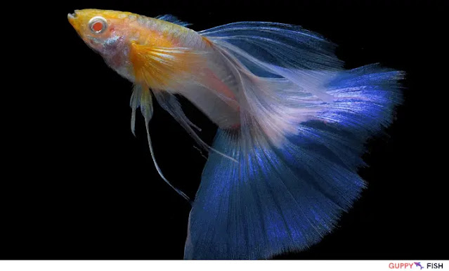 Metallic Lyretail Guppy