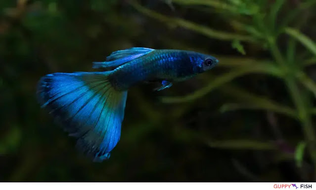 Peacock Blue Guppy