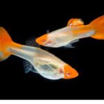 Orange Koi Guppy: A Comprehensive Guide to Care and Maintenance