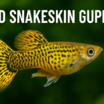 Gold Snakeskin Guppy