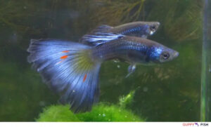 Blue Moscow Delta Guppy