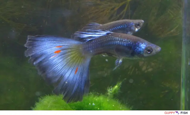 Blue Moscow Delta Guppy: A Guide to Care and Maintenance