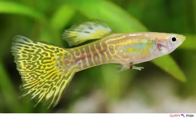 Gold Snakeskin Guppy Tank Setup, Feeding, Breeding