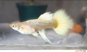 Gold Platinum Guppies