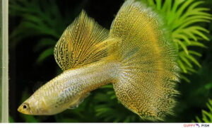 Golden Lace Guppy