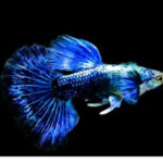 Blue Dragon Big Ear Guppy Price: Tank Setup, Feeding And Breeding