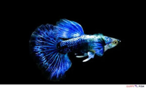 blue dragon big ear guppy