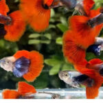 Platinum Red Big Ear Guppy Price: Tank Setup, Feeding And Breeding