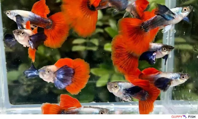 Platinum Red Big Ear Guppy Price: Tank Setup, Feeding And Breeding