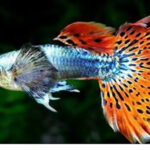 Big Ear Mosaic Guppy: A Complete Care Guide and Solutions for All Problems