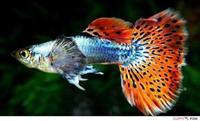 Big Ear Mosaic Guppy: A Complete Care Guide and Solutions for All Problems