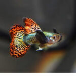 Dragon Big Ear Guppy: Tank Setup, Feeding And Breeding