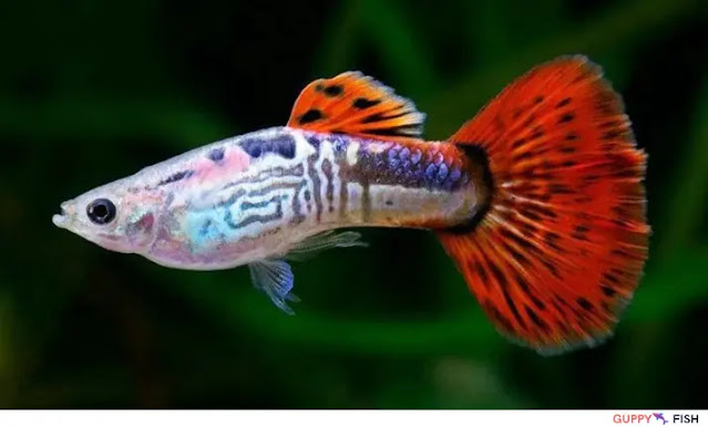 Red Cobra Snakeskin Guppy