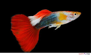 Red Rainbow Guppy