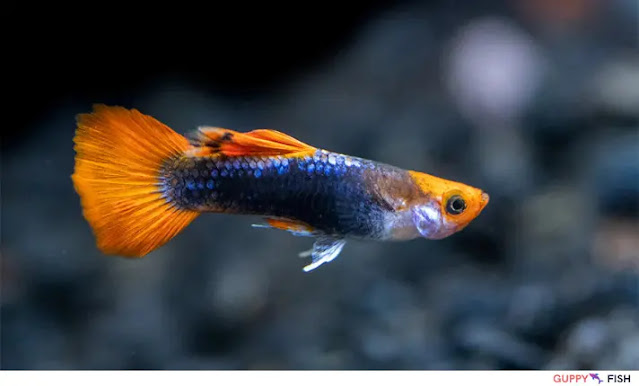 Blue Tuxedo Koi Guppy: A Complete Guide for Care, Breeding, and Maintenance