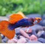 Red Koi Guppy