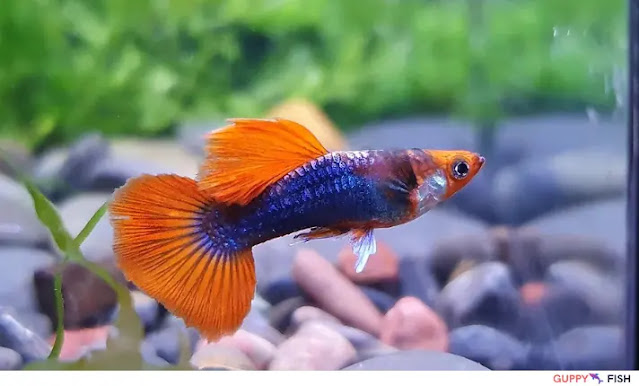 Red Koi Guppy