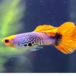 Yellow Koi Guppy