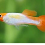 Lace Guppy