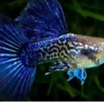 Dragon Big Ear Ribbon Guppies