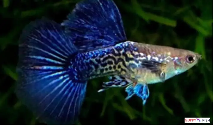 Dragon Big Ear Ribbon Guppies