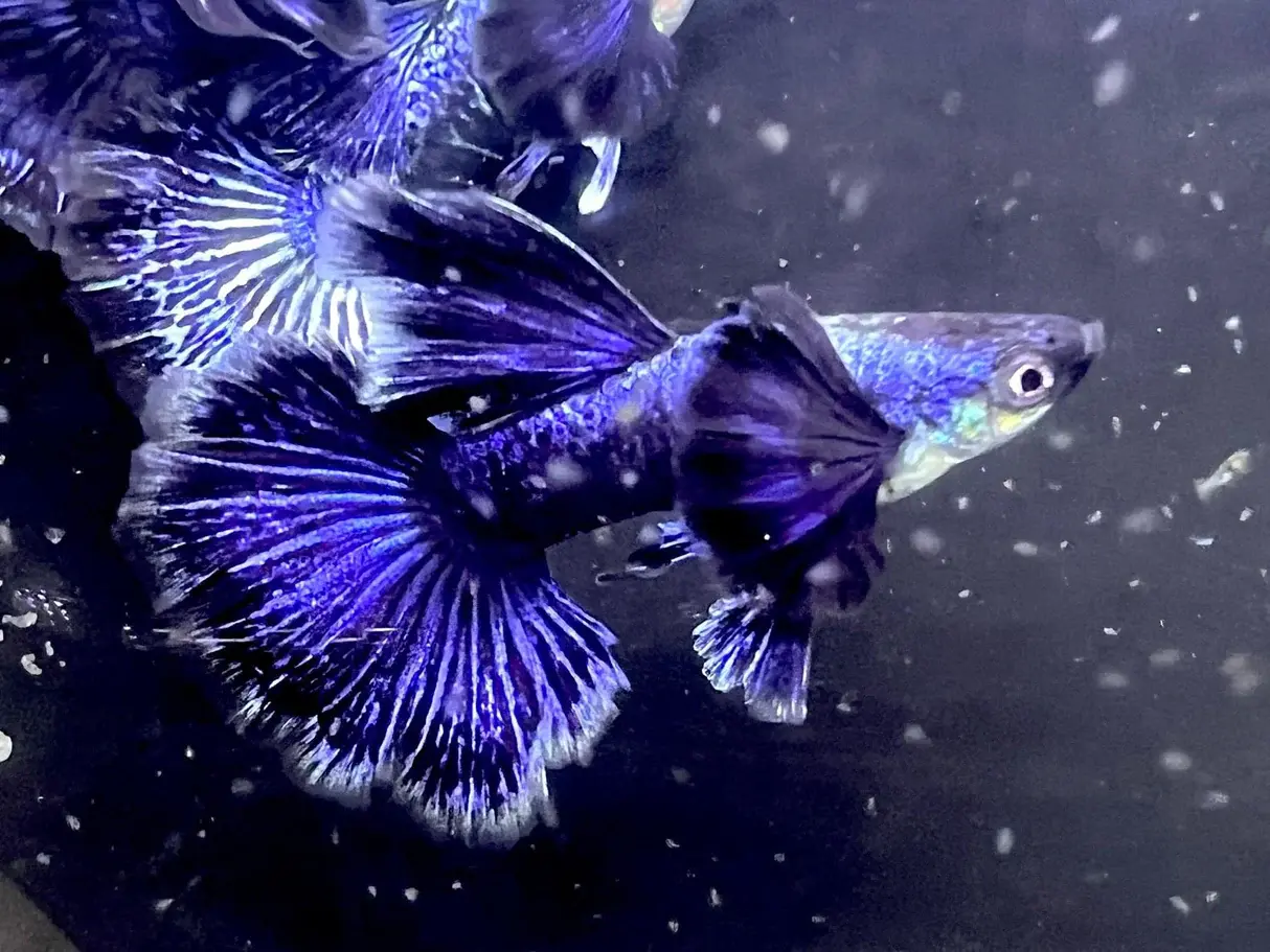 Dragon Guppies