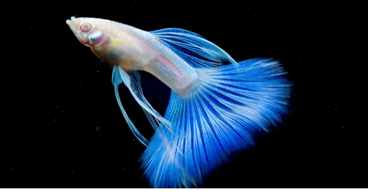 Topaz Guppy