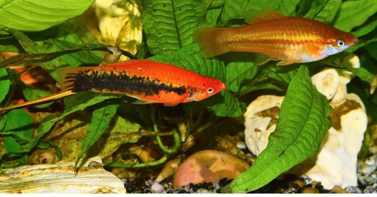 https://guppys.life/grass-guppy/