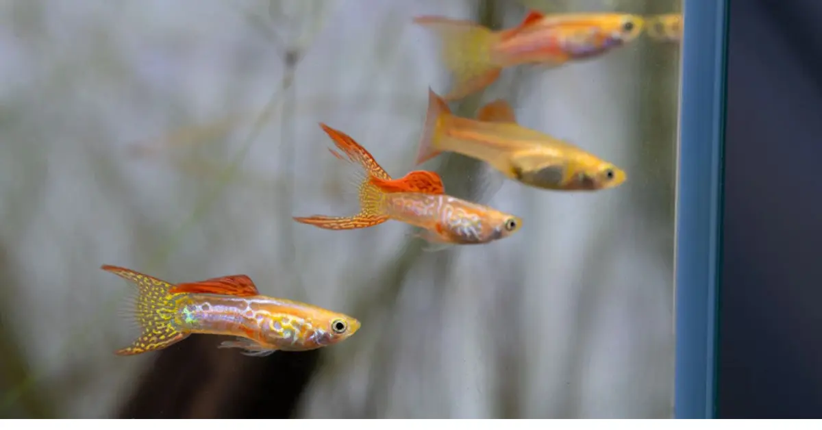 Platinum Lace Guppy