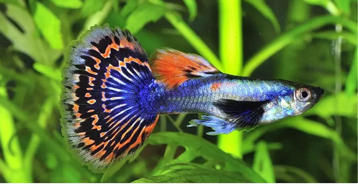 Dumbo Ear Lace Guppy