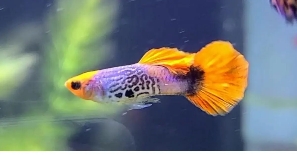 Orange Cobra Guppy