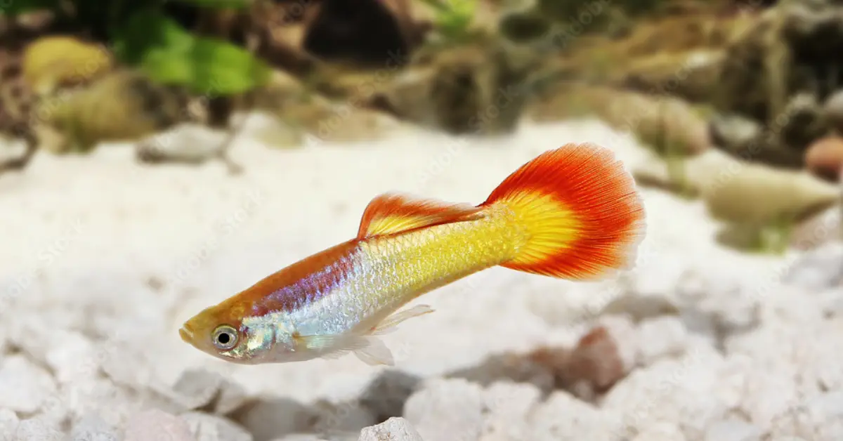 Sunrise Guppy