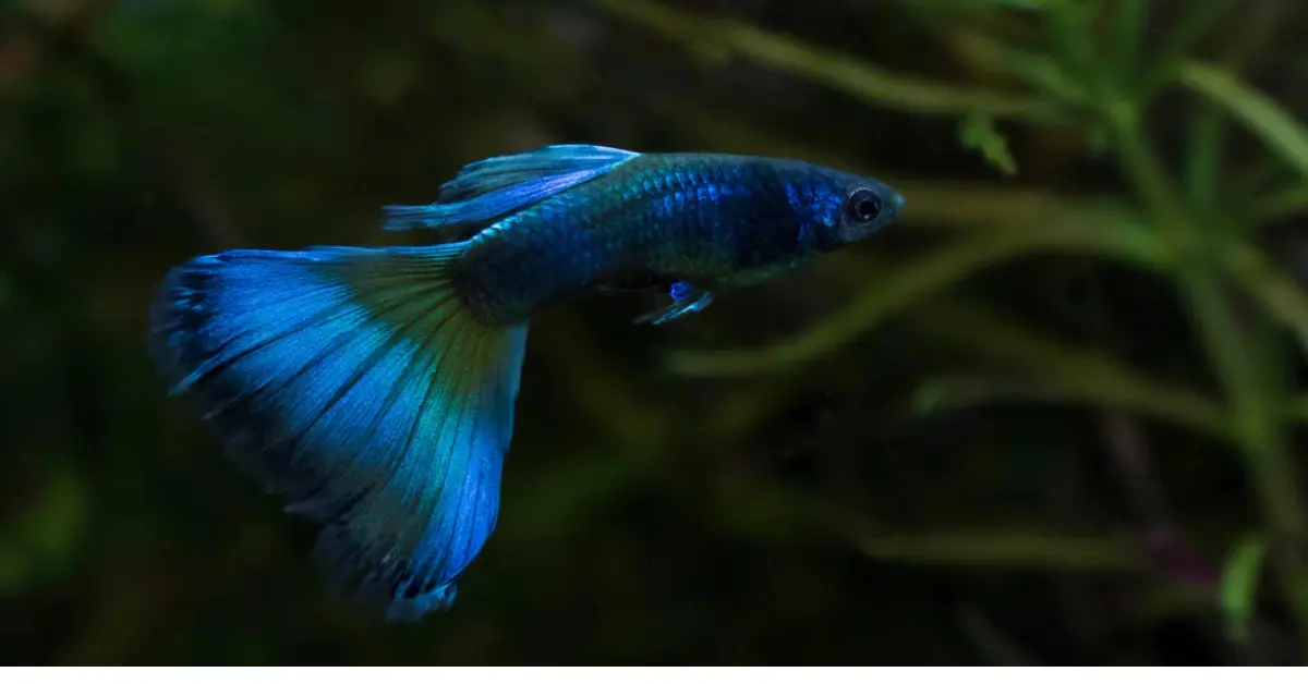 Moscow Blue Guppy