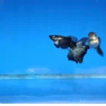 Full Blue Dragon Big Ear Guppy