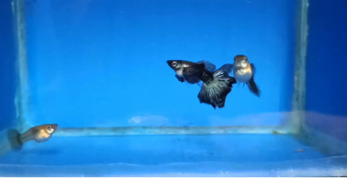 Full Blue Dragon Big Ear Guppy