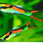Endler Guppy: Vibrant and Hardy Aquarium Fish