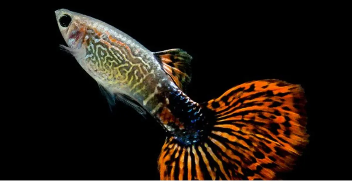Red Snakeskin Guppy