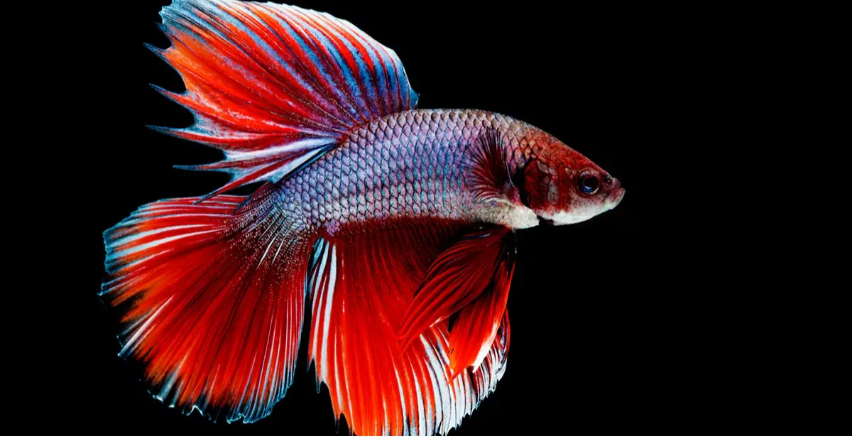 Erratic Swimming in Fish