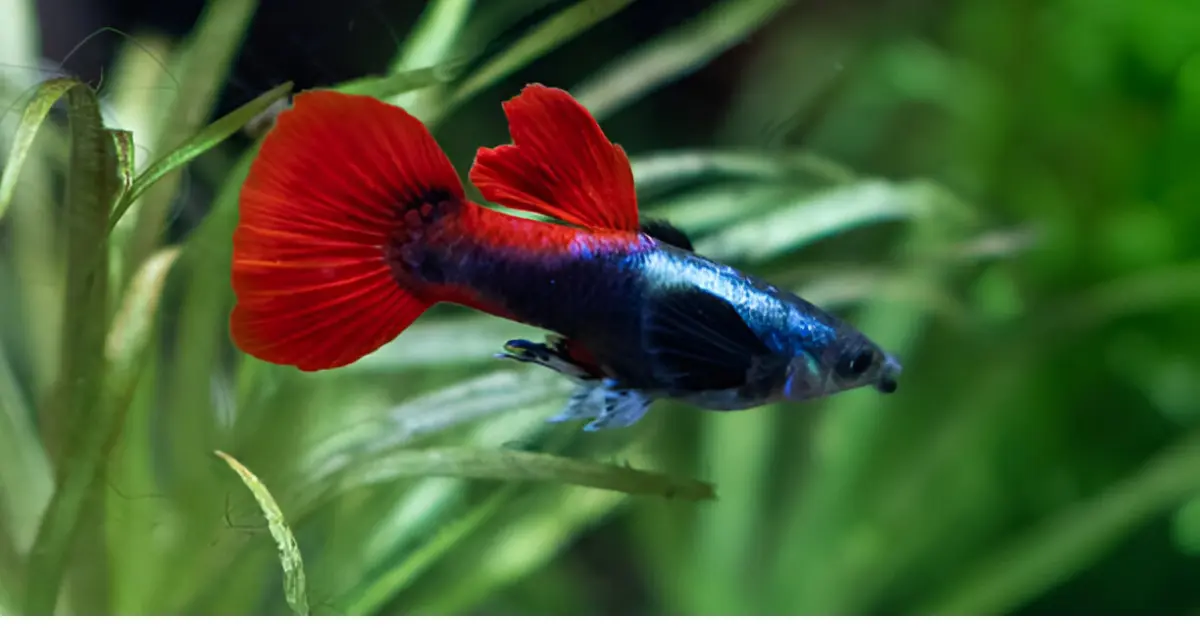 https://guppys.life/dumbo-ear-guppy/