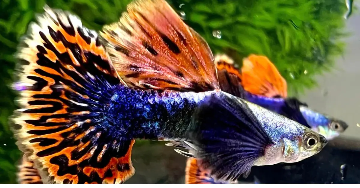 Red Mosaic Big Ear Guppy