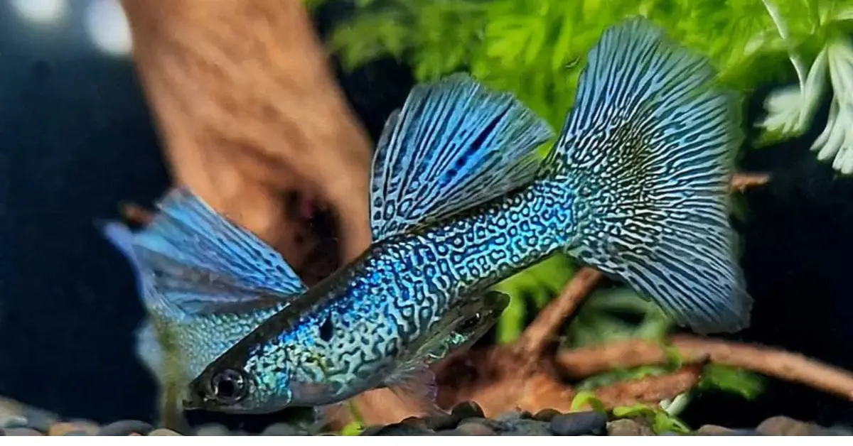 Blue Lace Guppy