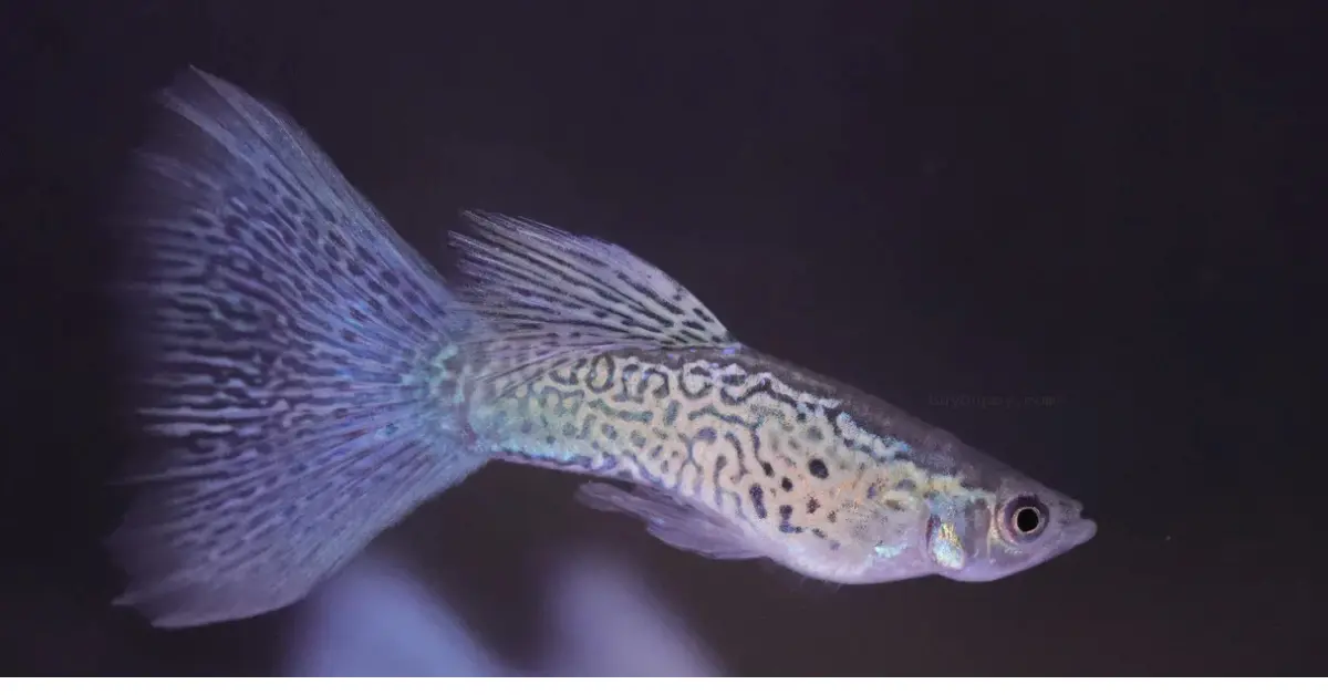 Purple Lace Guppy