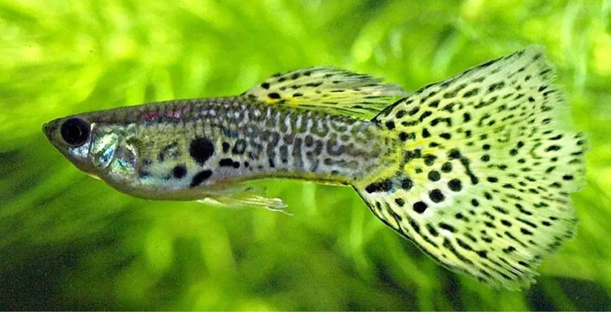 Green Lace Guppy